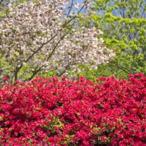 Red azalea flowers in front of double cherry blossoms