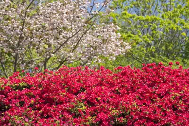 Red azalea flowers in front of double cherry blossoms