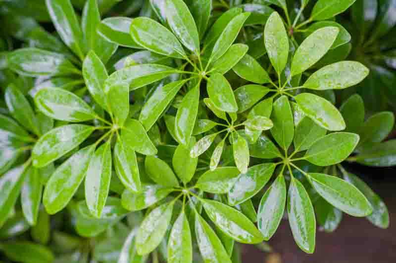 Schefflera arboricola, Umbrella Tree, Houseplant, Indoor Plant