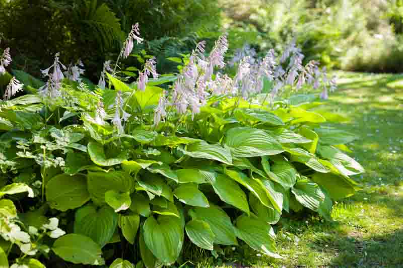 Hosta plants (plantain lily) with flowers. Shade tolerant plants in a garden in summer