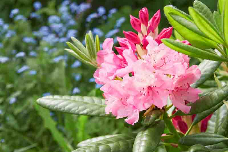 Rhododendron Haaga buds in garden: beginning of flowering.