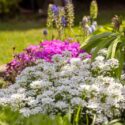 Beautiful colorful spring rock garden with white flowers of Iberis sempervirens (evergreen candytuft), close up