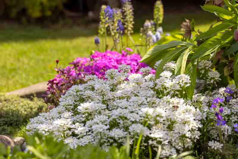 Beautiful colorful spring rock garden with white flowers of Iberis sempervirens (evergreen candytuft), close up