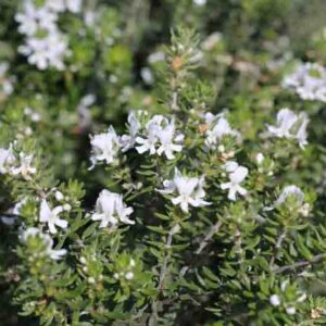 Coastal Rosemary, Coast Rosemary, Coastal Westringia, Native Rosemary, Australian Rosemary, Coast Westringia, Westringia Rosmariniformis
