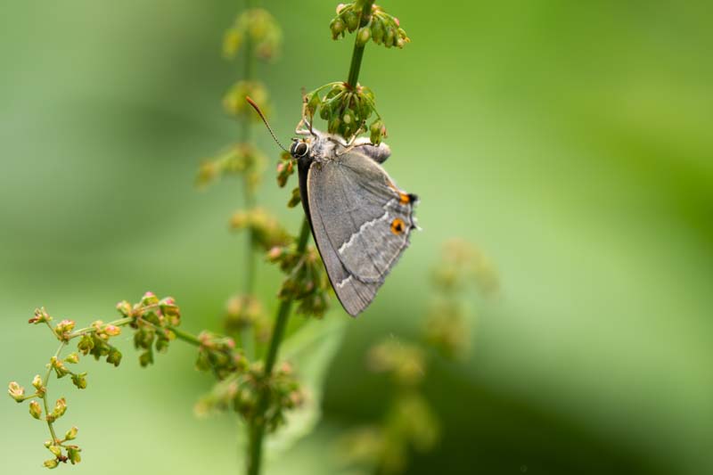 Gray Hairstreak (Strymon melinus)