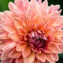 A beautiful pink dahlia in the garden