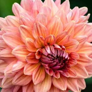 A beautiful pink dahlia in the garden
