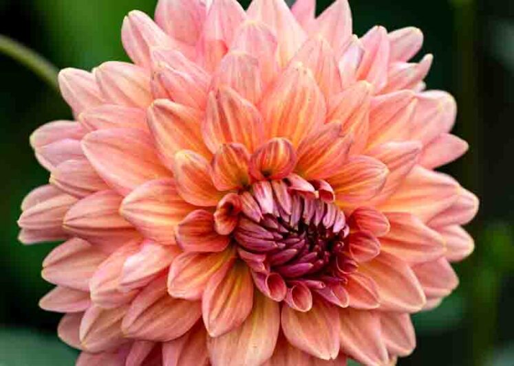 A beautiful pink dahlia in the garden