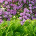 Bright pink rhododendron blossoms grow over a vibrant field of ferns. The combination of blossoms and ferns creates a lush and diverse garden scene.