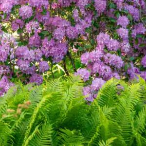 Bright pink rhododendron blossoms grow over a vibrant field of ferns. The combination of blossoms and ferns creates a lush and diverse garden scene.