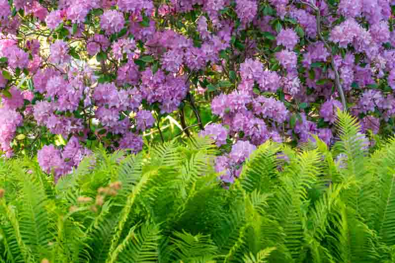 Bright pink rhododendron blossoms grow over a vibrant field of ferns. The combination of blossoms and ferns creates a lush and diverse garden scene.