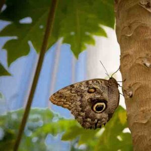 A closeup shot of an owl butterfly perched on a tree