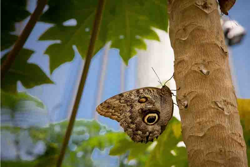 A closeup shot of an owl butterfly perched on a tree