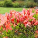 Beautiful orange azalea, rhododendron in the garden