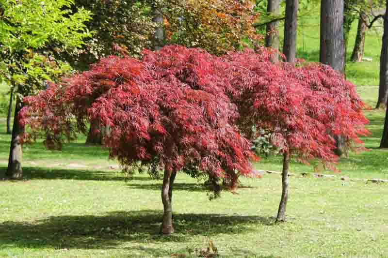 Laceleaf Japanese Maple or Weeping Japanese Maple Tree or Acer Palmatum