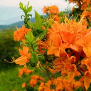 Rhododendron Calendulaceum, Flame Azalea, Azalea calendulacea, Azalea lutea, Late-Midseason Azalea, Late Season Azalea, Deciduous Azaleas, Yellow Azalea, Yellow Rhododendron, Yellow Flowering Shrub