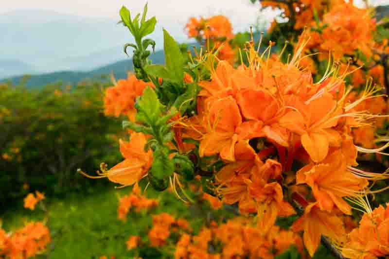 Rhododendron Calendulaceum, Flame Azalea, Azalea calendulacea, Azalea lutea, Late-Midseason Azalea, Late Season Azalea, Deciduous Azaleas, Yellow Azalea, Yellow Rhododendron, Yellow Flowering Shrub
