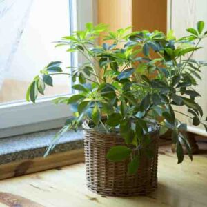 Schefflera arboricola, Umbrella Tree, Houseplant, Indoor Plant