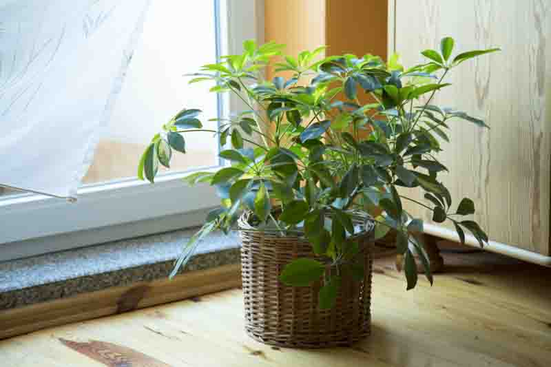 Schefflera arboricola, Umbrella Tree, Houseplant, Indoor Plant