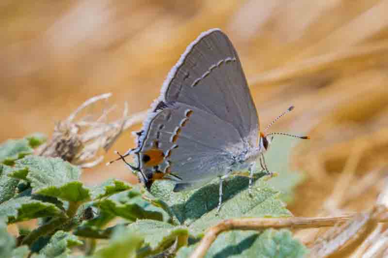 Gray Hairstreak (Strymon melinus)