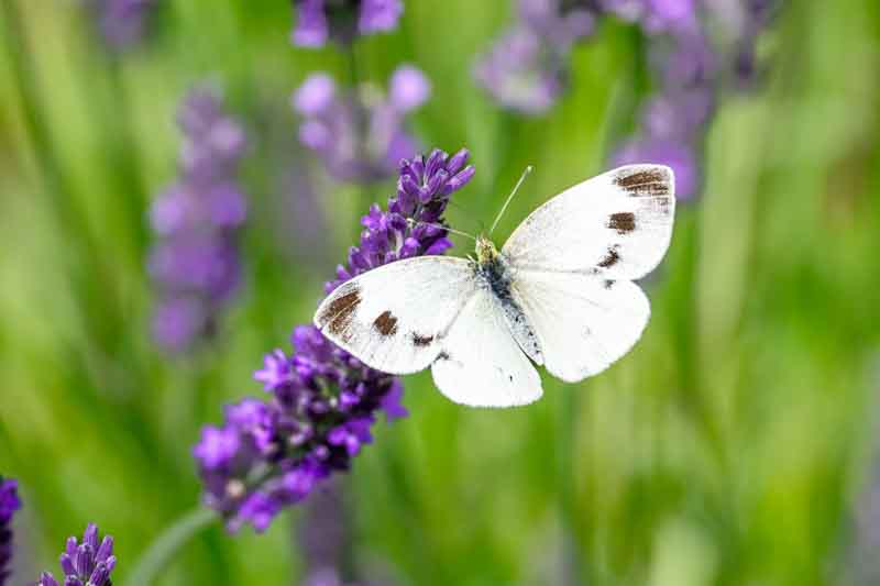 white cabbage butterfly on a purple lavender flower